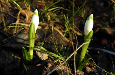 Fotogalerie: Březnové kouzlení přírody