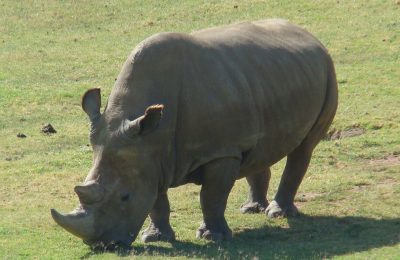Nosorožec bílý severní – druh, kterému hrozí vyhynutí