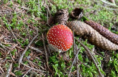 Fotogalerie: Střípky z podzimního focení